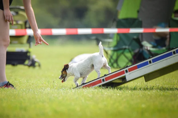 Dog in agility zone. Amazing day on czech agility competition.