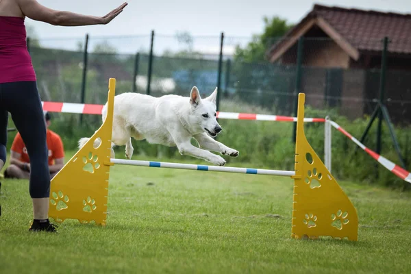 Cão Branco Pastor Suíço Agilidade Competição Salto Sobre Chicane Dia — Fotografia de Stock