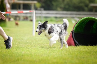 Çeviklik Tunel köpek sınır Collie. Çek çeviklik Yarışması inanılmaz bir gün. Onlar orta uzman a2 anlamına gelir.