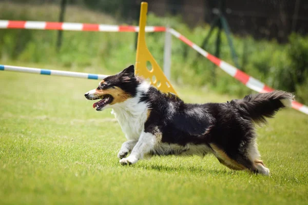 Σκύλος Tricolor Αυστραλός Ποιμένας Τρέχει Τον Ανταγωνισμό Ευκινησίας Υπέροχη Μέρα — Φωτογραφία Αρχείου