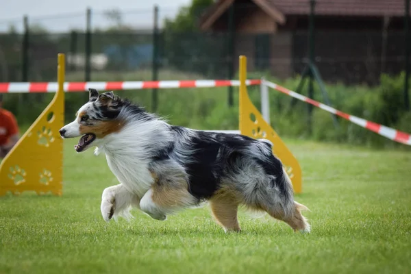 Dog Bluemerle Pastor Australiano Está Correndo Competição Agilidade Dia Incrível — Fotografia de Stock
