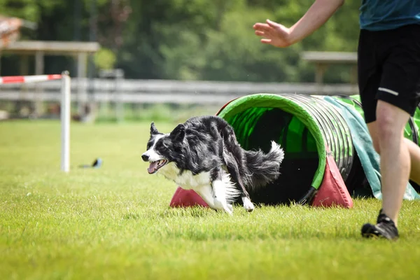 Çeviklik Tunel Köpek Sınır Collie Iyi Işleyici Ile Kazanmak Kolaydır — Stok fotoğraf