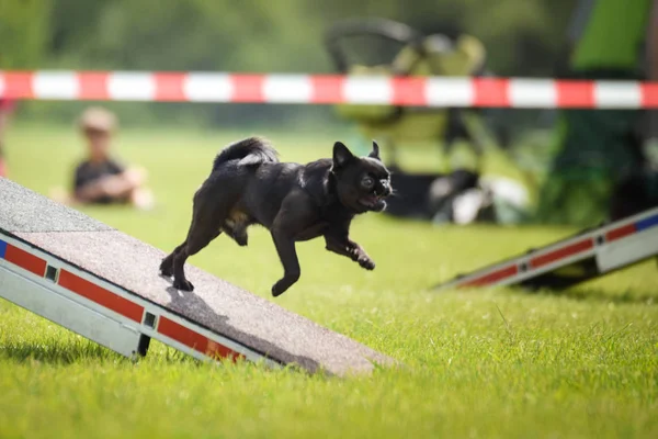 Cane Petit Brabancon Agilità Fascio Equilibrio Splendida Giornata Sulla Gara — Foto Stock