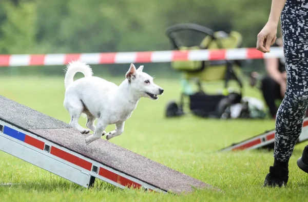 Dog Jack Russel in agility balance beam.  Amazing day on czech agility competition. They are middle expert it means A2.