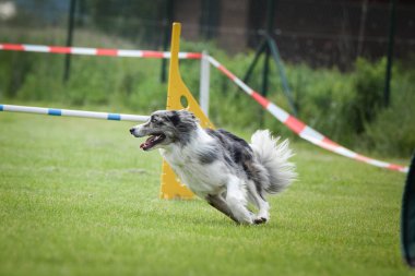 Köpek sınır collie çeviklik rekabet çalışıyor. Çek çeviklik yarışmasında inanılmaz bir gün. Onlar orta uzman a2 anlamına gelir.
