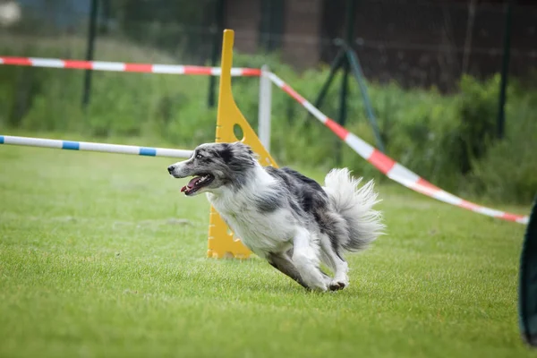 Dog Border Collie Está Ejecutando Competencia Agilidad Increíble Día Competencia —  Fotos de Stock