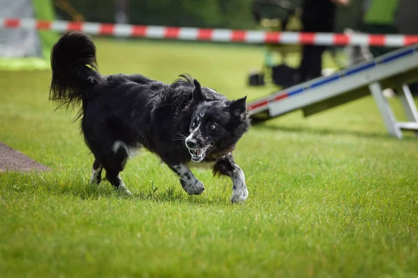 Dog Border Collie Viga Equilibrio Agilidad Increíble Día Competencia Agilidad —  Fotos de Stock