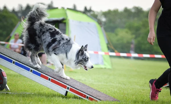 Dog Border Collie Viga Equilibrio Agilidad Increíble Día Competencia Agilidad —  Fotos de Stock