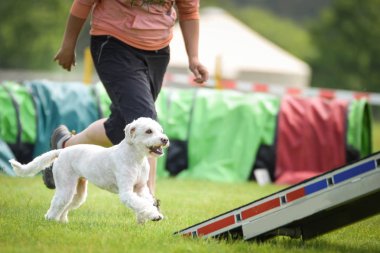 Çeviklik dengesinde beyaz köpek. Czech çeviklik yarışmasında harika bir gün. Ortanca uzmanlar. Anlamı A2..