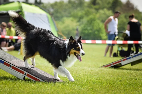 Dog Austalian shepherd in agility balance beam.  Amazing day on czech agility competition. They are middle expert it means A2.