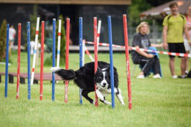Siyah-beyaz Sınır Çobanı, Czech çeviklik yarışması slalom 'da koşuyor. Pesopark köpek parkında Prag çeviklik yarışması.