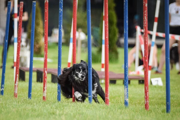 Black Border collie çek çeviklik rekabet slalom üzerinde çalışıyor. Köpek parkı Pesopark Prag çeviklik yarışması.