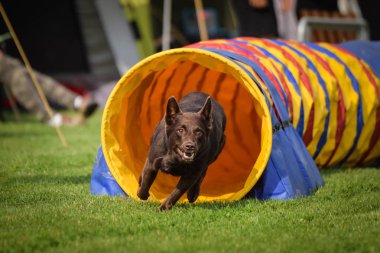çeviklik tunel kahverengi Kelpie. Kasaba Ratenice çek çeviklik rekabet amazing gün sadece büyük için rekabet oldu.