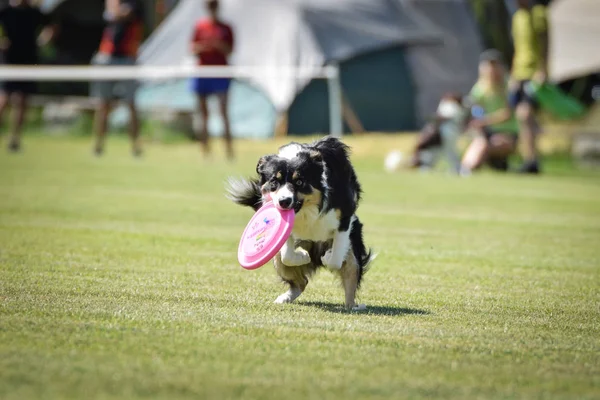 Dog is running with frisbee on frisbee competition. When dog want something he can fly. Flying border collie is cathing frisbee on Prague frisbee competition.