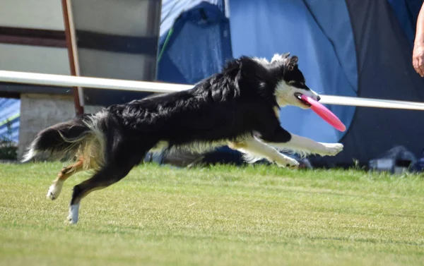 Dog on frisbee competition can fly. When dog want something he can fly. Flying border collie is cathing frisbee on Prague frisbee competition.