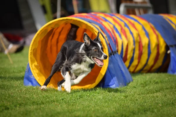 Çeviklik tunel Köpek Sınır collie. Kasaba Ratenice çek çeviklik rekabet amazing gün sadece büyük için rekabet oldu.