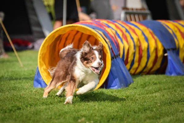 çeviklik tunel kırmızı üç renkli köpek Border collie. Kasaba Ratenice çek çeviklik rekabet amazing gün sadece büyük için rekabet oldu.