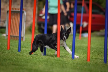 Çeviklik slalom ve sınır collie. Siyah beyaz Border collie çek çeviklik rekabet slalom slalom üzerinde slalom çalışıyor. köpek parkı Ratenice çeviklik rekabet