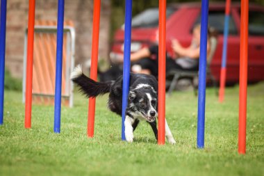 Siyah beyaz Border collie çek çeviklik rekabet slalom slalom üzerinde slalom çalışıyor. köpek parkı Ratenice çeviklik rekabet