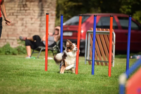 Red Border Collie Esecuzione Slalom Slalom Gara Agilità Ceca Agilità — Foto Stock