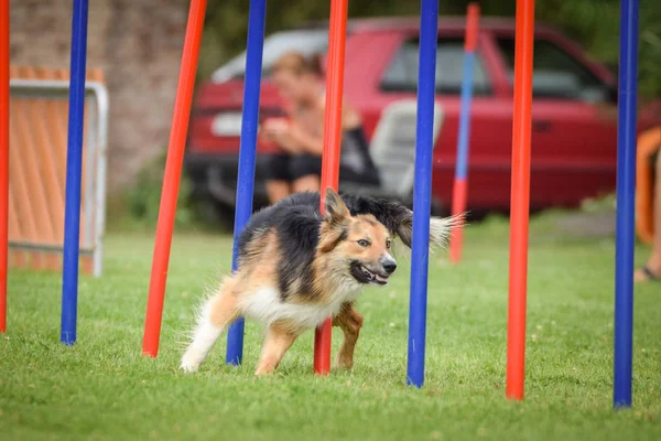 Tricolor Border Collie Menjalankan Slalom Kompetisi Kelincahan — Stok Foto