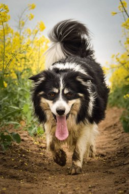 Border collie sarı kolzada koşuyor. Ekmekçisi için koşuyor.