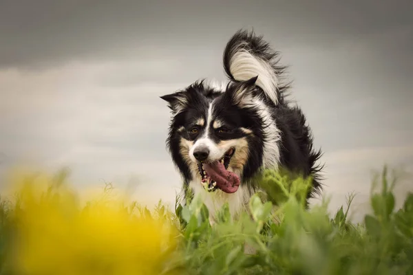 Çiçek Sınır Collie Ayakta Yetişkin Sınır Collie Sarı Colza Olduğunu — Stok fotoğraf