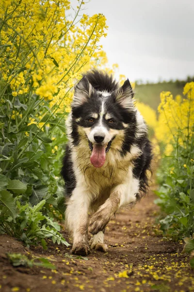 Border Collie Está Corriendo Yellow Colza Tan Lindo —  Fotos de Stock