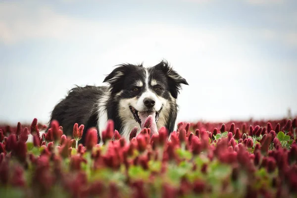 Felnőtt Határ Menti Collie Bíbor Lóherében Van Olyan Vicces Arca — Stock Fotó