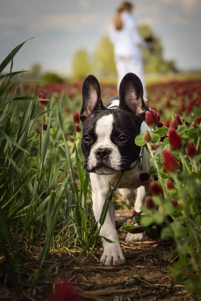 Puppy French Bulldog Running Crimson Clover Cute — Stock Photo, Image