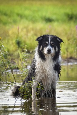 Suda oturan Colie 'nin portresi. O ıslak bir palto. Çok tatlı ve komik..  