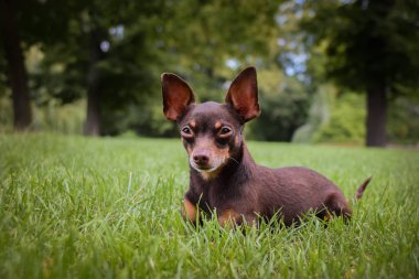 Köpek çim biçme makinesi çimenlerde yatıyor..