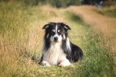 Border collie çimlerin üzerinde yatıyor. Yüzmek istiyor, bu yüzden ıslak ve kabarık.. 