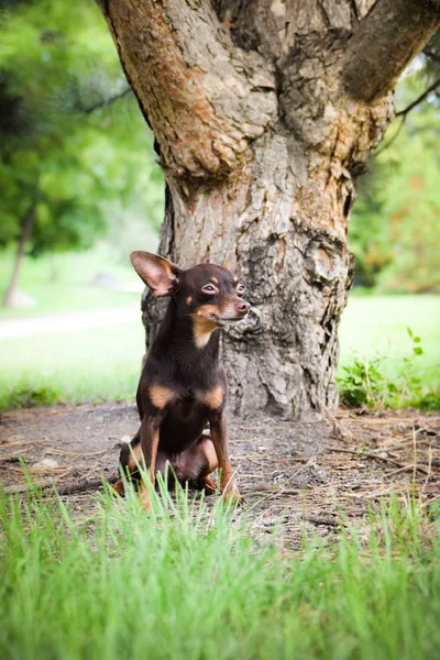 Köpek Soyu Pinscher Ağacın Önünde Duruyor Yorgun Sıkkın — Stok fotoğraf
