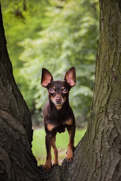 Perro Raza Pinscher Está Pie Las Ramas Chico Feliz Divierte —  Fotos de Stock