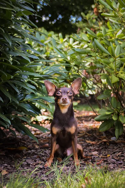 Psia Rasa Pinscher Siedzi Rododendronie Jest Szczęśliwym Chłopcem Dobrze Się — Zdjęcie stockowe