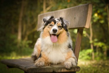 Avustralyalı çoban banlıkta yatıyor. Sonbahar havası var ve o çok yumuşak..