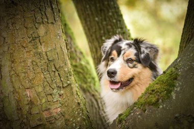 Avustralya çobanı ağaçta. Çok tatlı bir köpek..