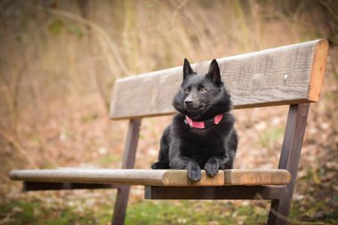 Brunch 'taki köpek yavrusunun sonbahar portresi. Çok güzel yüzlü çok tatlı bir hayvan..