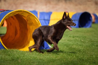 Ratenice rekabet çeviklik tunel kahverengi Kelpie. Kasaba Ratenice çek çeviklik rekabet amazing gün sadece büyük için rekabet oldu.