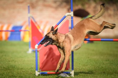Köpek Belçikalı Malinois çeviklik yarışı yapıyor. Czech çeviklik yarışmasında harika bir gün..