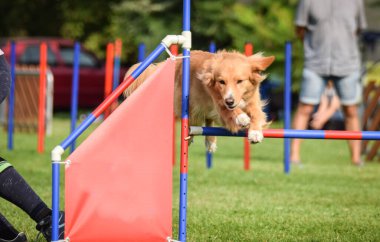 Nova scotia ördek tolling retriever çeviklik slalom çalışıyor. Kasaba Ratenice çek çeviklik rekabet amazing gün sadece büyük için rekabet oldu.