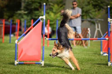Köpek Sınırı çobanı çeviklikten atlıyor. Czech çeviklik yarışmasında harika bir gün. Ortanca uzmanlar. Anlamı A2..