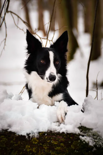 黒と白の境界線の衝突 チェコ城Konopisteからの写真 素晴らしい経験でした 私は雪の上の犬が大好きです — ストック写真
