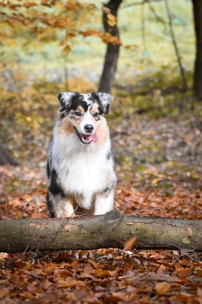 Australischer Schäferhund Springt Der Natur Herum Blätter Liegen Der Luft — Stockfoto