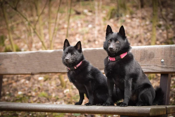 Las Hembras Jóvenes Schipperke Están Sentadas Borde Son Modelos Tan — Foto de Stock