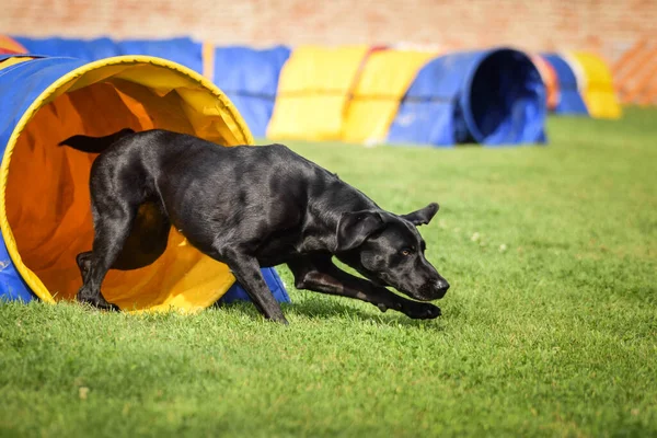 Black dog on agility race  Amazing day on czech agility competition. They are middle expert it means A2.