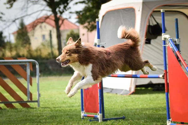 Ratenice Yarışmasında Çeviklik Tünelinde Renkli Sınır Köpeği Czech Çeviklik Yarışmasında — Stok fotoğraf