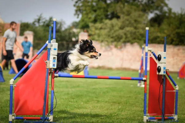 Hraniční Kolie Přeskakuje Překážky Úžasný Den Českém Tréninku Agility Privat — Stock fotografie