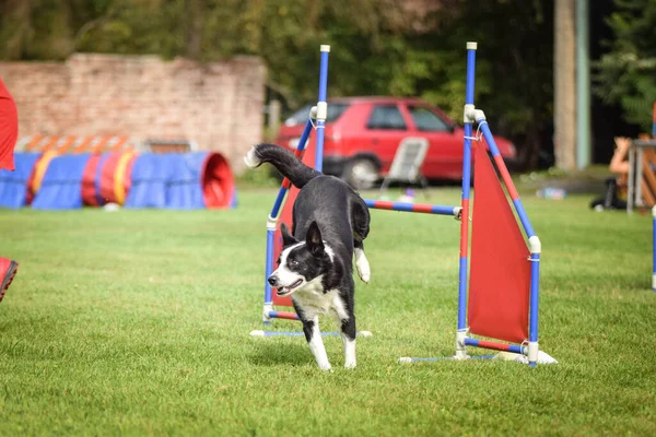 Tricolore Confine Collie Sta Saltando Gli Ostacoli Incredibile Giornata Sulla — Foto Stock